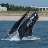 a humpback whale jumping out of the ocean