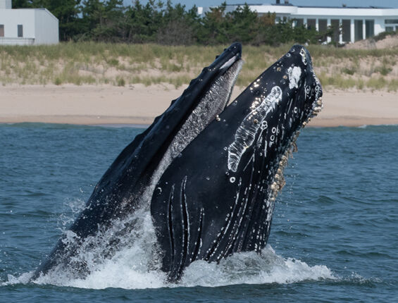 a humpback whale jumping out of the ocean